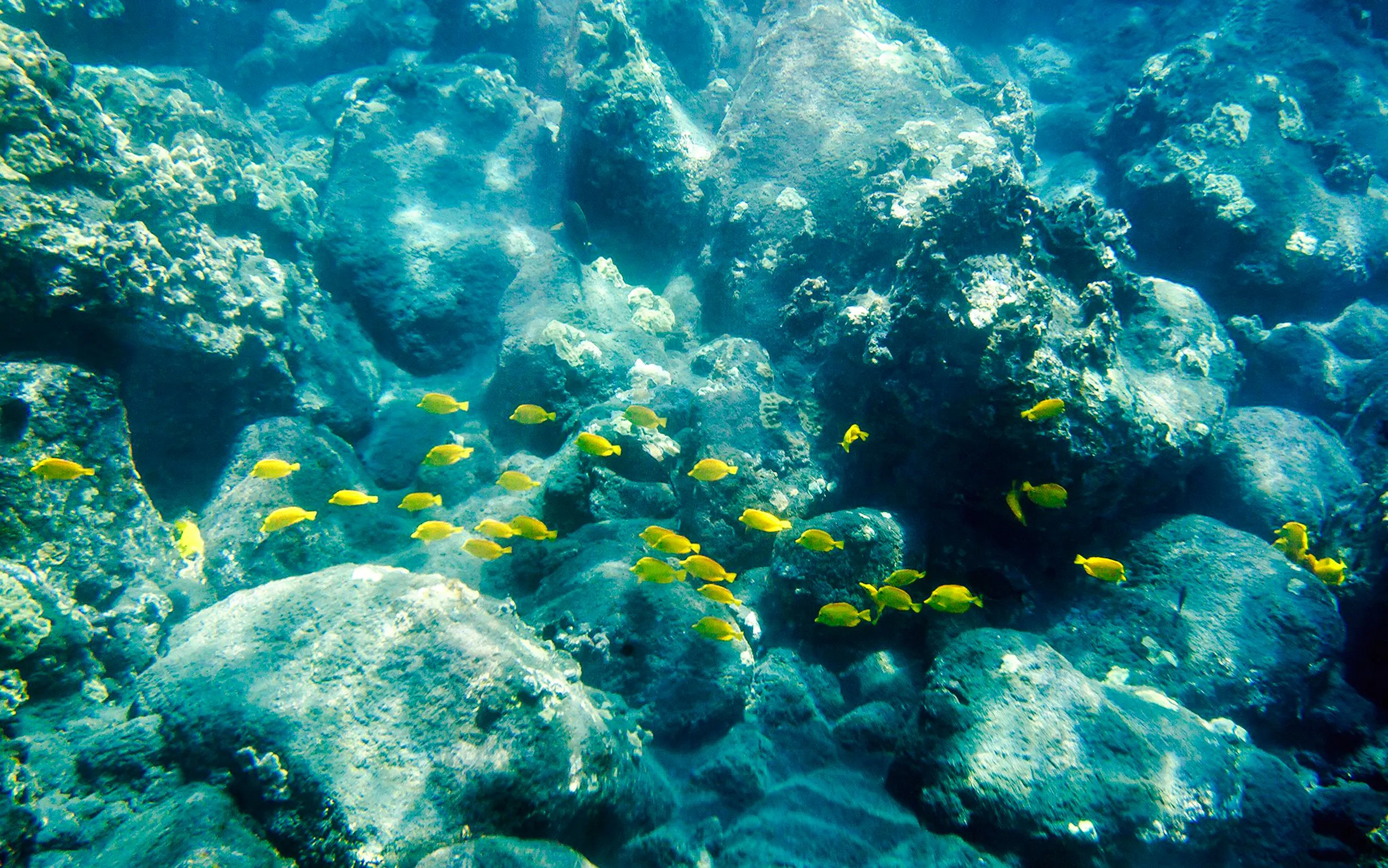 Tropical fish swimming among coral reefs underwater.