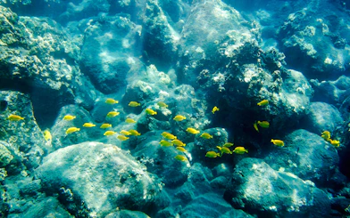 Tropical fish swimming among coral reefs underwater.
