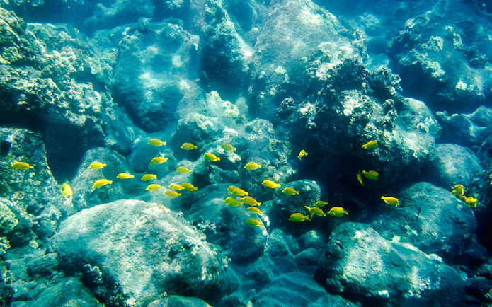 Tropical fish swimming among coral reefs underwater.