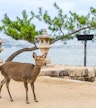 Miyajima