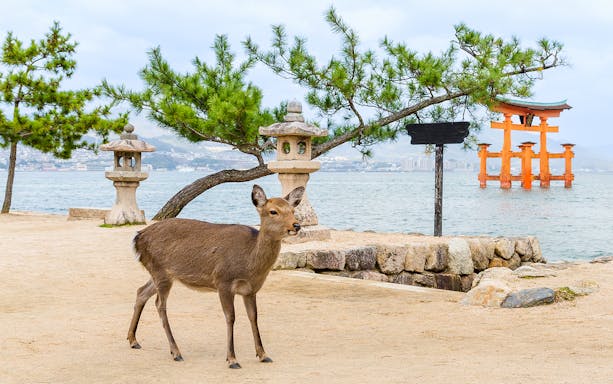 from hiroshima: hiroshima & miyajima small group tour with professional photos-4