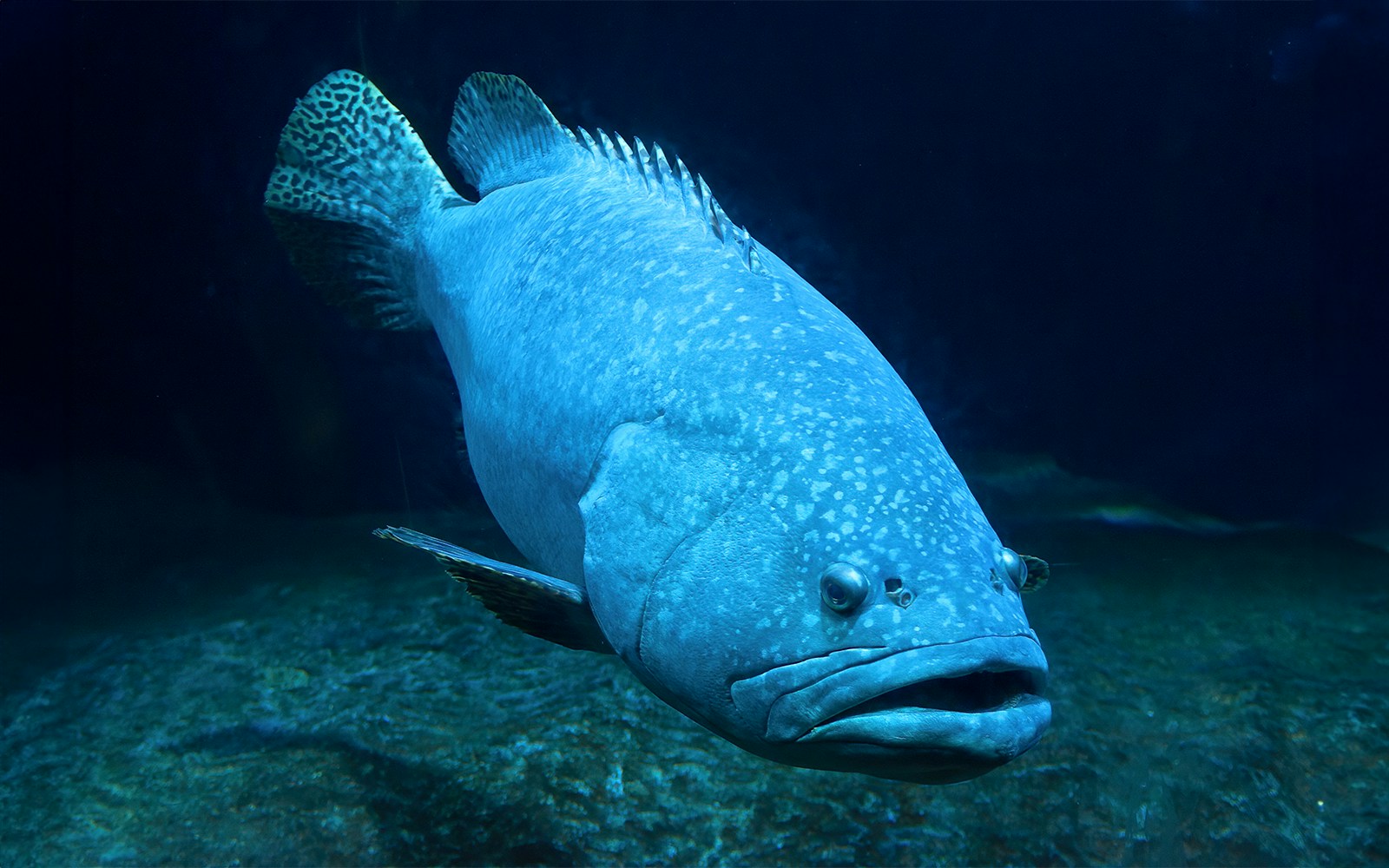 The Giant Grouper, underwater