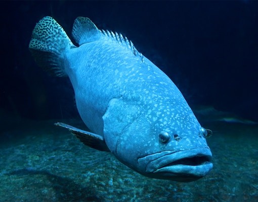 Langkawi Underwater World