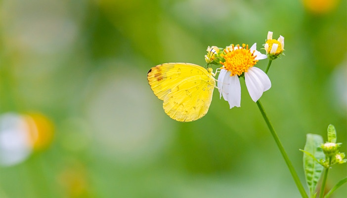 Kuranda Butterfly Sanctuary