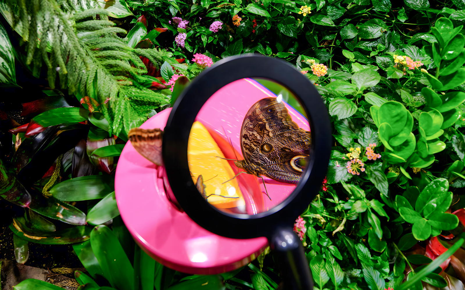 Davis Family Butterfly Vivarium with diverse butterflies at American Museum of Natural History.