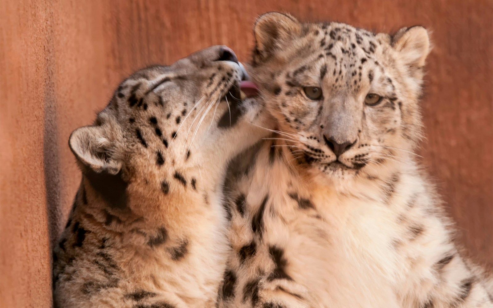 Snow leopards grooming at Albuquerque BioPark, New Mexico.