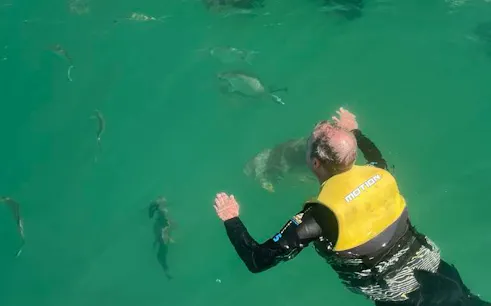 Snorkeler observing fish in clear waters during Magnetic Island tour from Townsville.