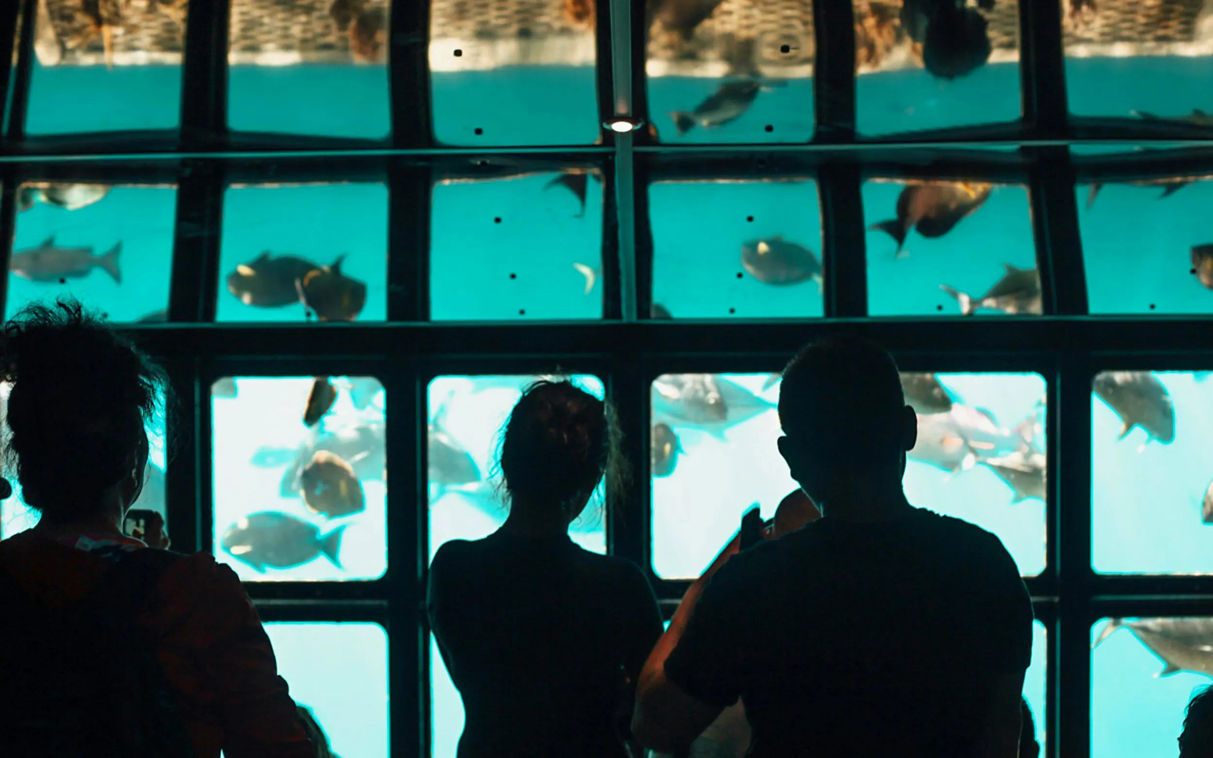Visitors viewing marine life through glass panels on a Sunlover Reef Cruises tour at the Great Barrier Reef.