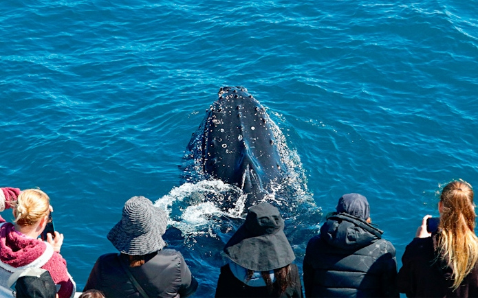 Whale surfaces near tourists during Augusta whale watching tour.