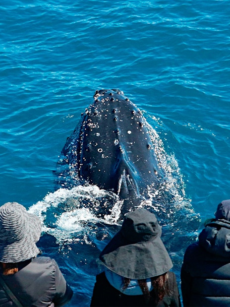 Whale surfaces near tourists during Augusta whale watching tour.