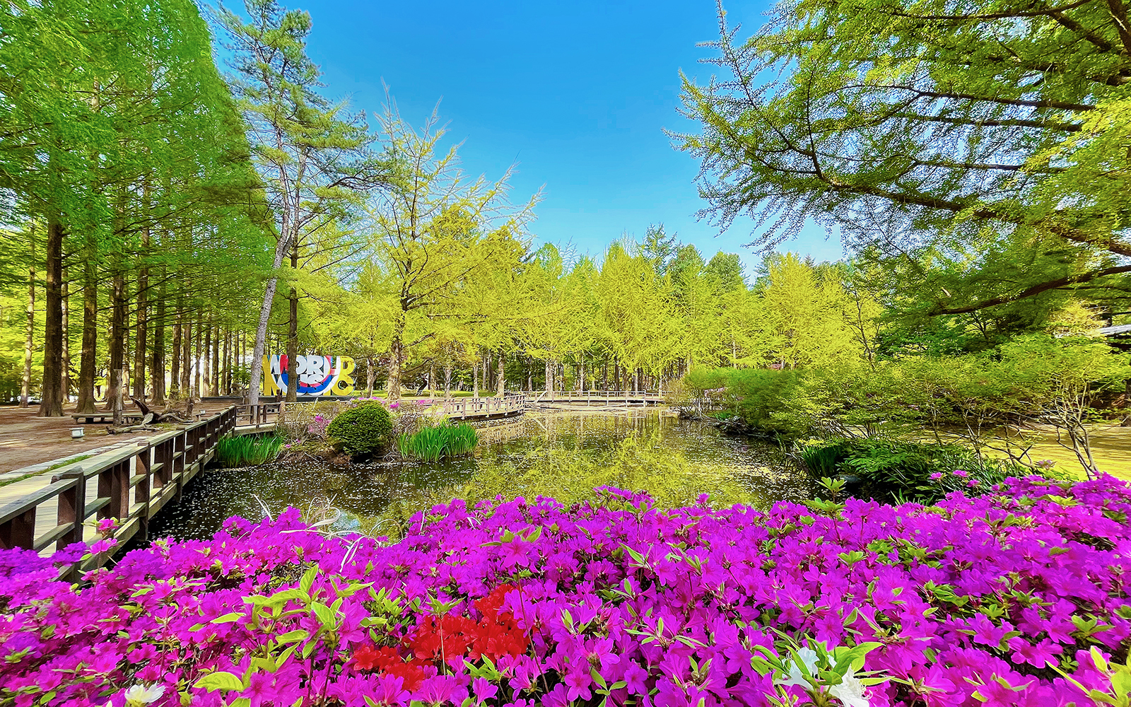 Colourful flowers by a pond on Nami Island, South Korea.