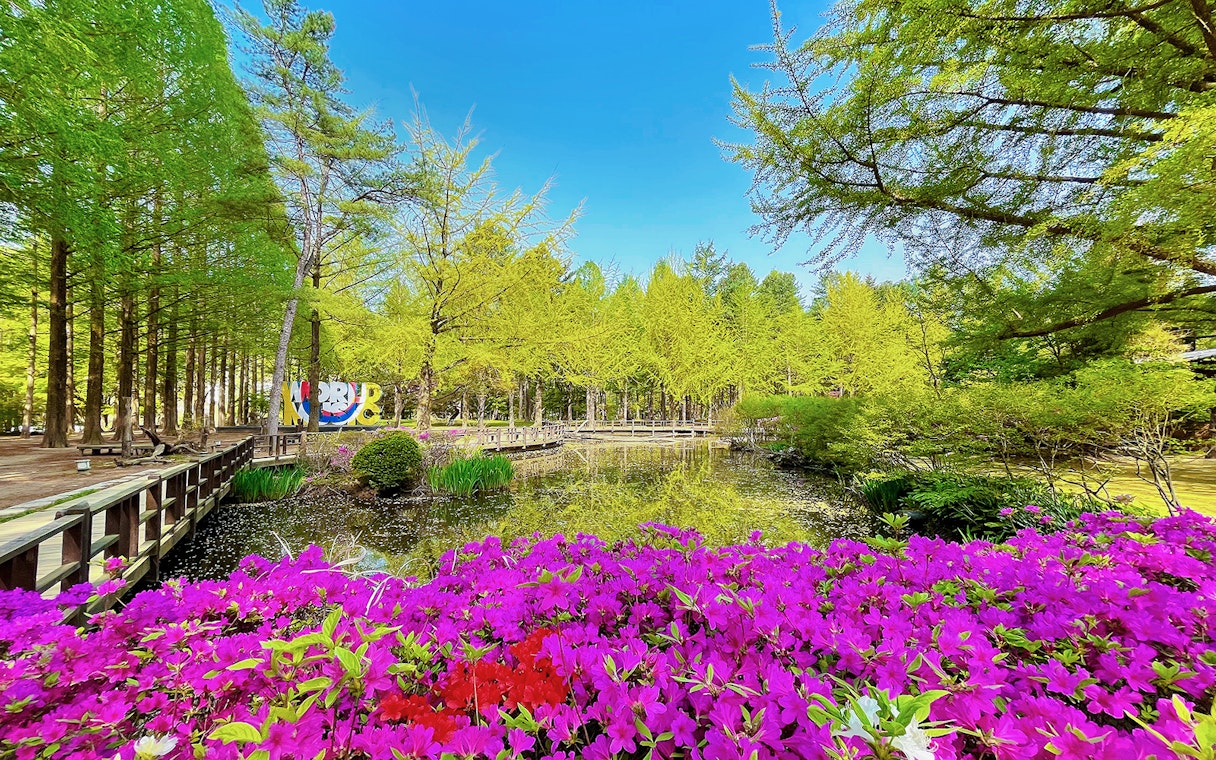 Colourful flowers by a pond on Nami Island, South Korea.