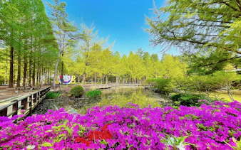 Colourful flowers by a pond on Nami Island, South Korea.