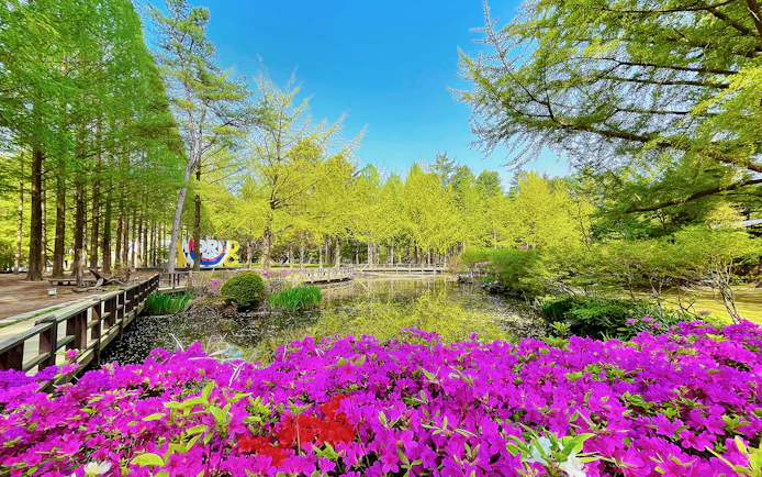 Colourful flowers by a pond on Nami Island, South Korea.