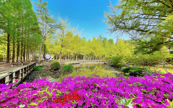 Colourful flowers by a pond on Nami Island, South Korea.