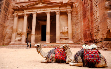 Camel resting in front of the Treasury at Petra, Jordan.