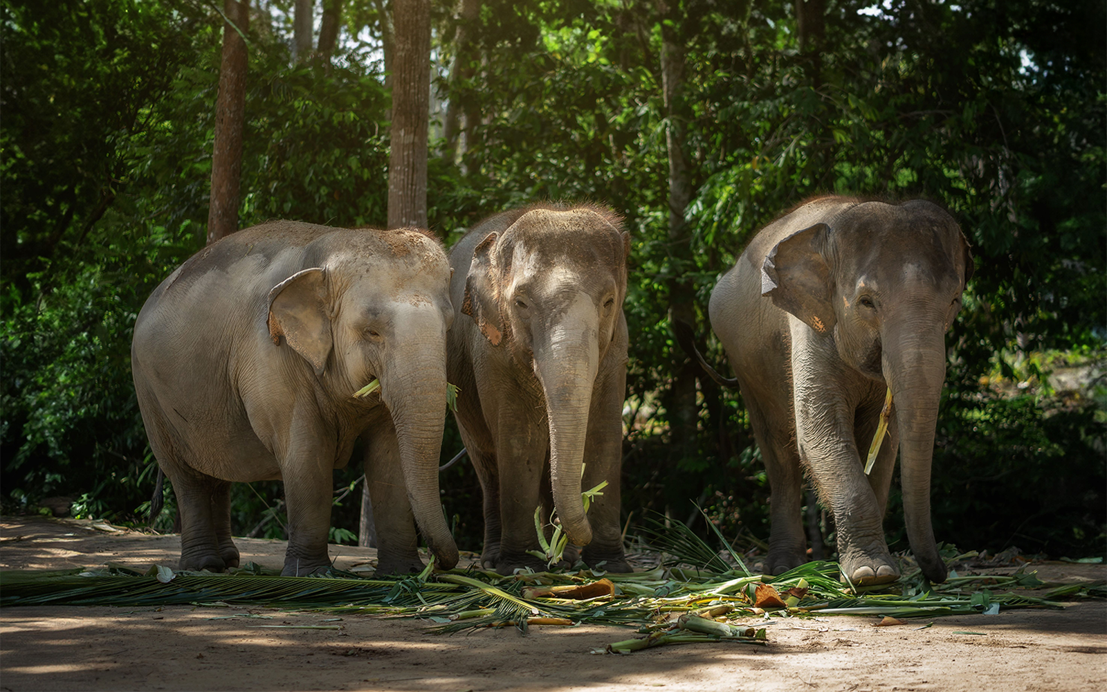 Elephants eating in the forest at Elephant Jungle Sanctuary Samui.