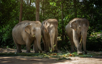 Elephants eating in the forest at Elephant Jungle Sanctuary Samui.