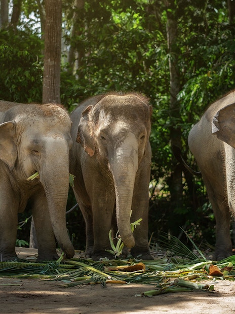 Elephants eating in the forest at Elephant Jungle Sanctuary Samui.