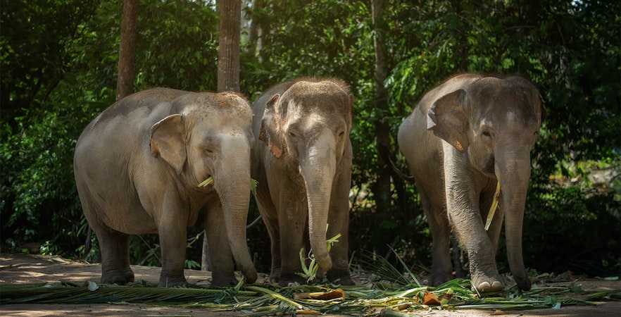 Elephants eating in the forest at Elephant Jungle Sanctuary Samui.