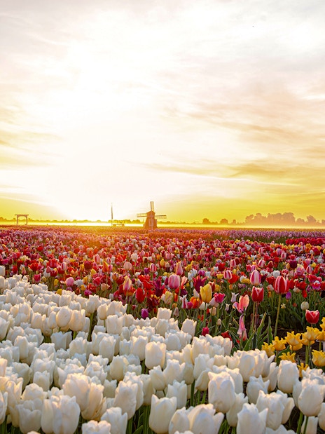 Sunrise over tulip field at Tulip Experience Amsterdam with windmill in background.