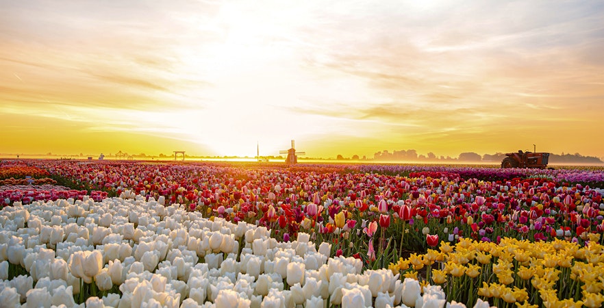 Sunrise over tulip field at Tulip Experience Amsterdam with windmill in background.