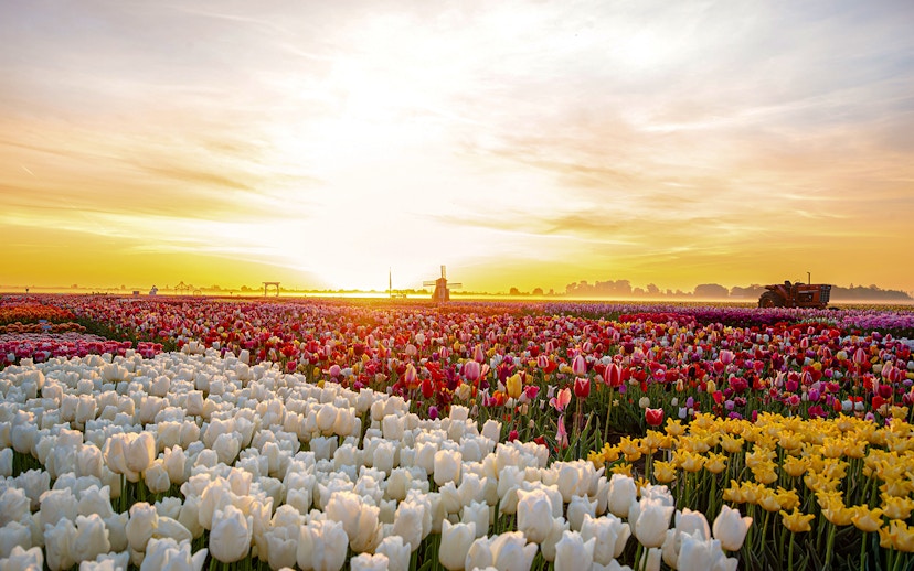Sunrise over tulip field at Tulip Experience Amsterdam with windmill in background.