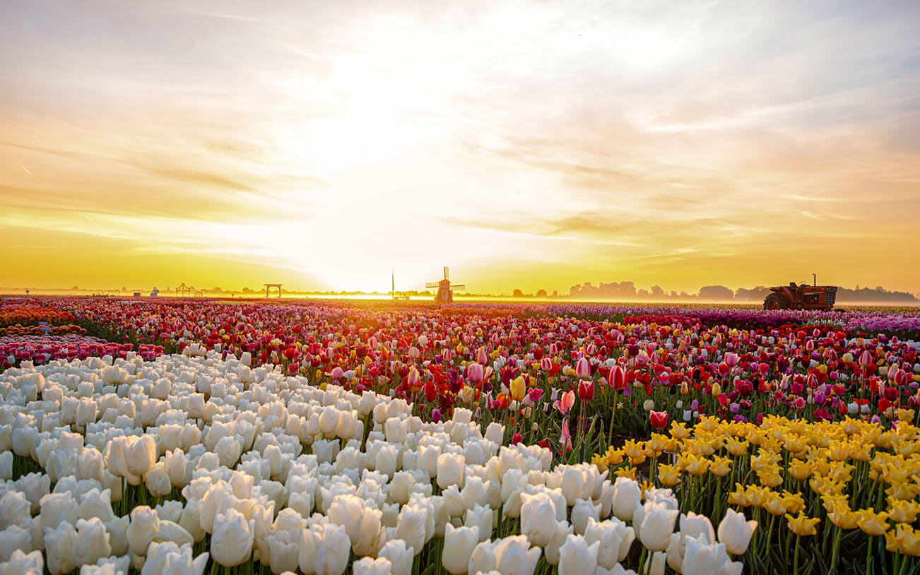 Sunrise over tulip field at Tulip Experience Amsterdam with windmill in background.