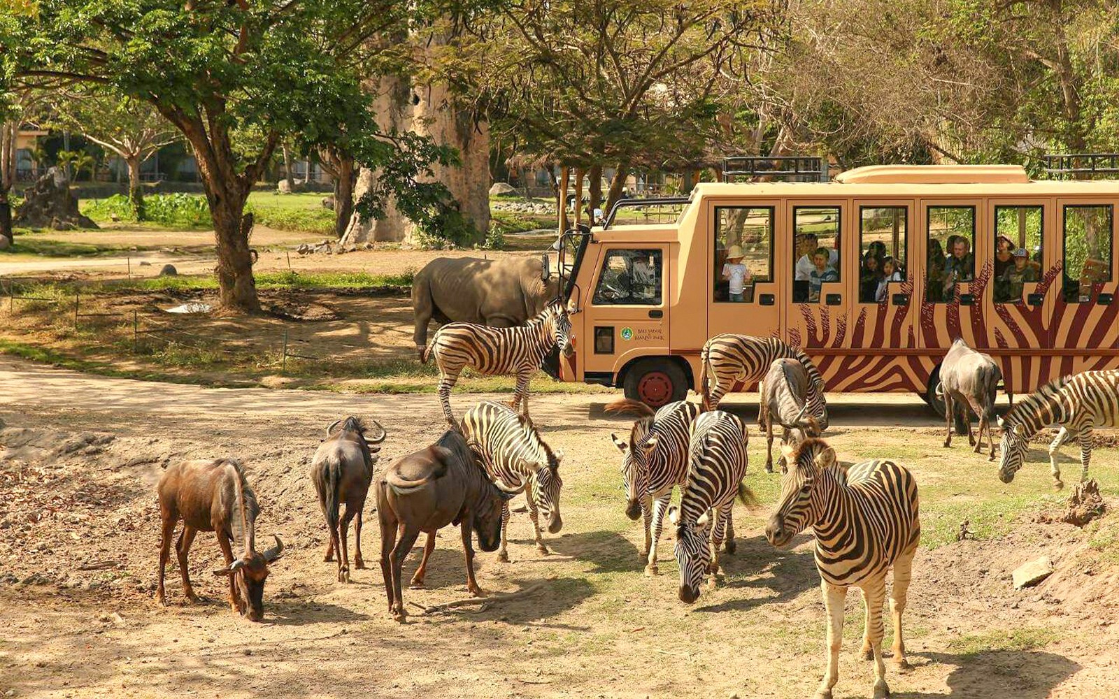 Safari bus tour with zebras, wildebeests, and rhinos at Safari World, Bangkok, Thailand.