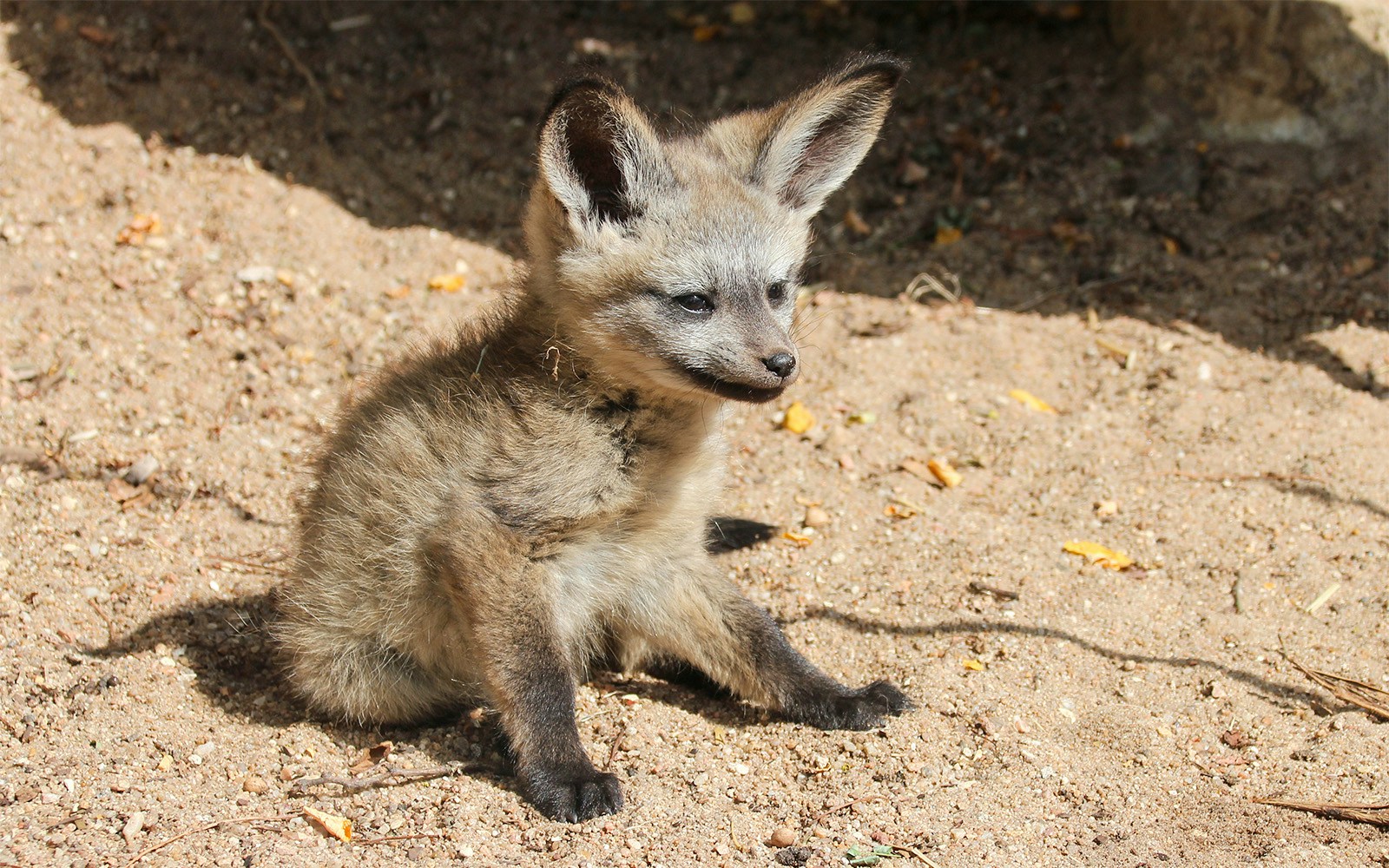 Young bat-eared fox sitting on sandy ground at San Diego Zoo.