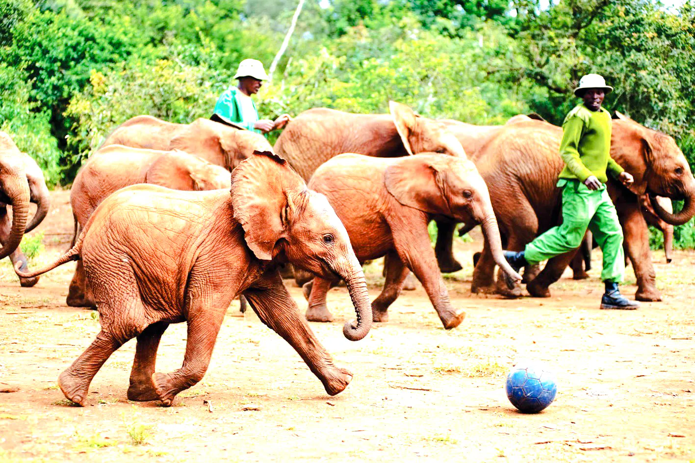 Young elephants playing with caretakers at David Sheldrick Elephant Orphanage, Nairobi.