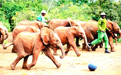Young elephants playing with caretakers at David Sheldrick Elephant Orphanage, Nairobi.