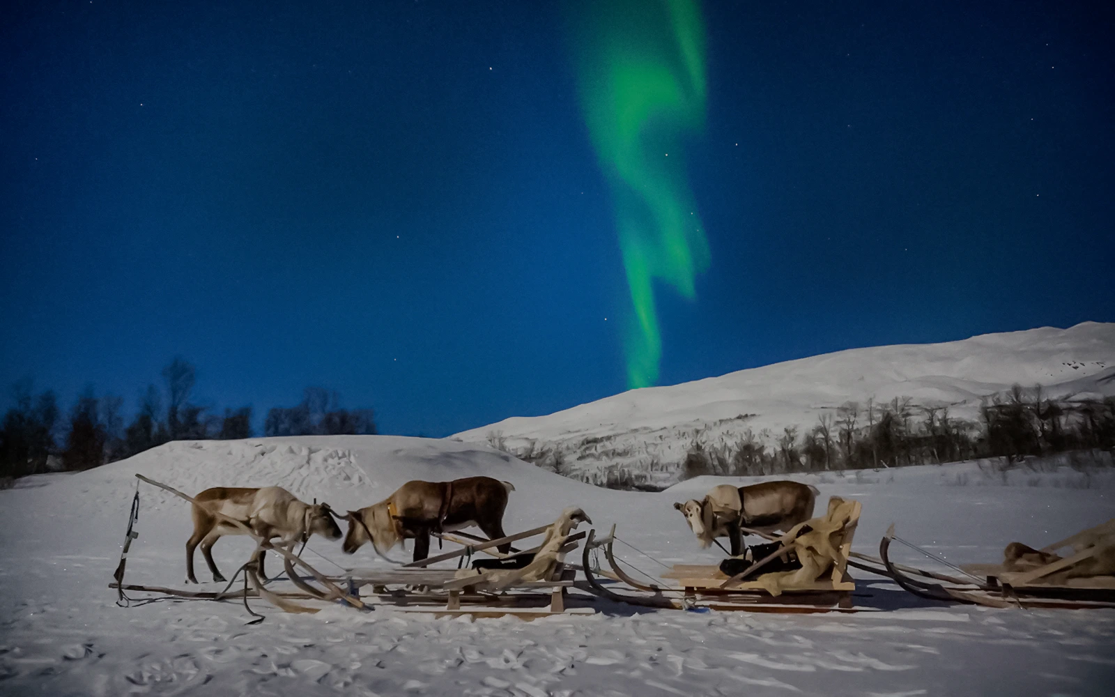 Reindeer sledding under Northern Lights in Tromso, Norway.