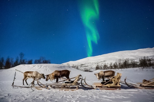 Tromso: Northern Lights, Reindeer and Sami Experiences