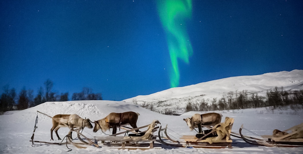 Reindeer sledding under Northern Lights in Tromso, Norway.