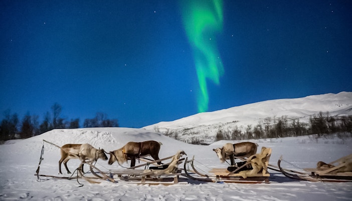 Reindeer sledding under Northern Lights in Tromso, Norway.
