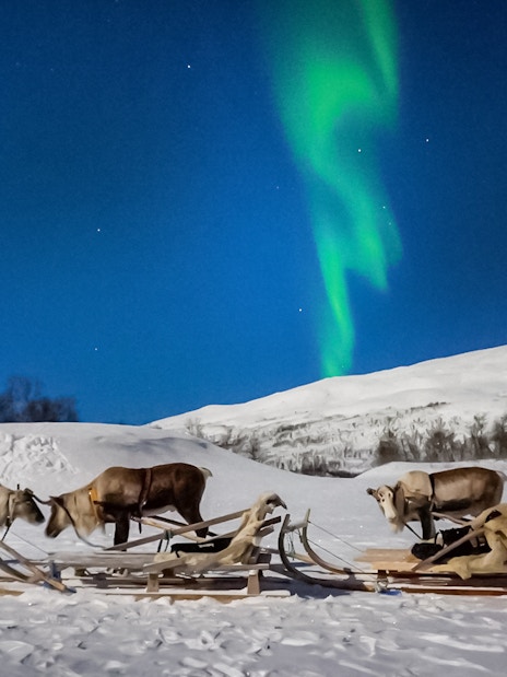 Reindeer sledding under Northern Lights in Tromso, Norway.