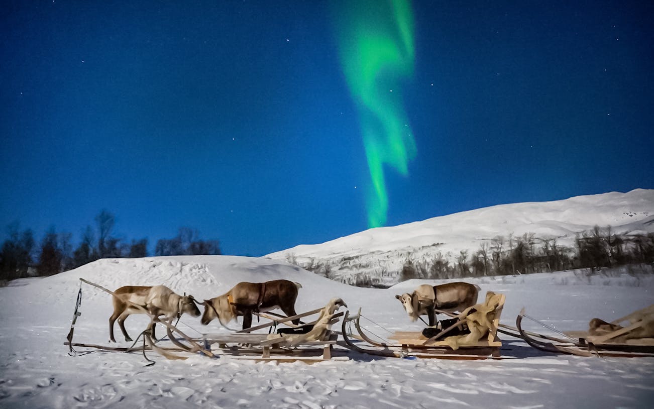 Reindeer sledding under Northern Lights in Tromso, Norway.