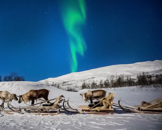 Tromso: Northern Lights, Reindeer and Sami Experiences