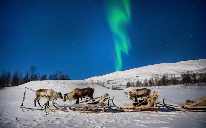 Reindeer sledding under Northern Lights in Tromso, Norway.