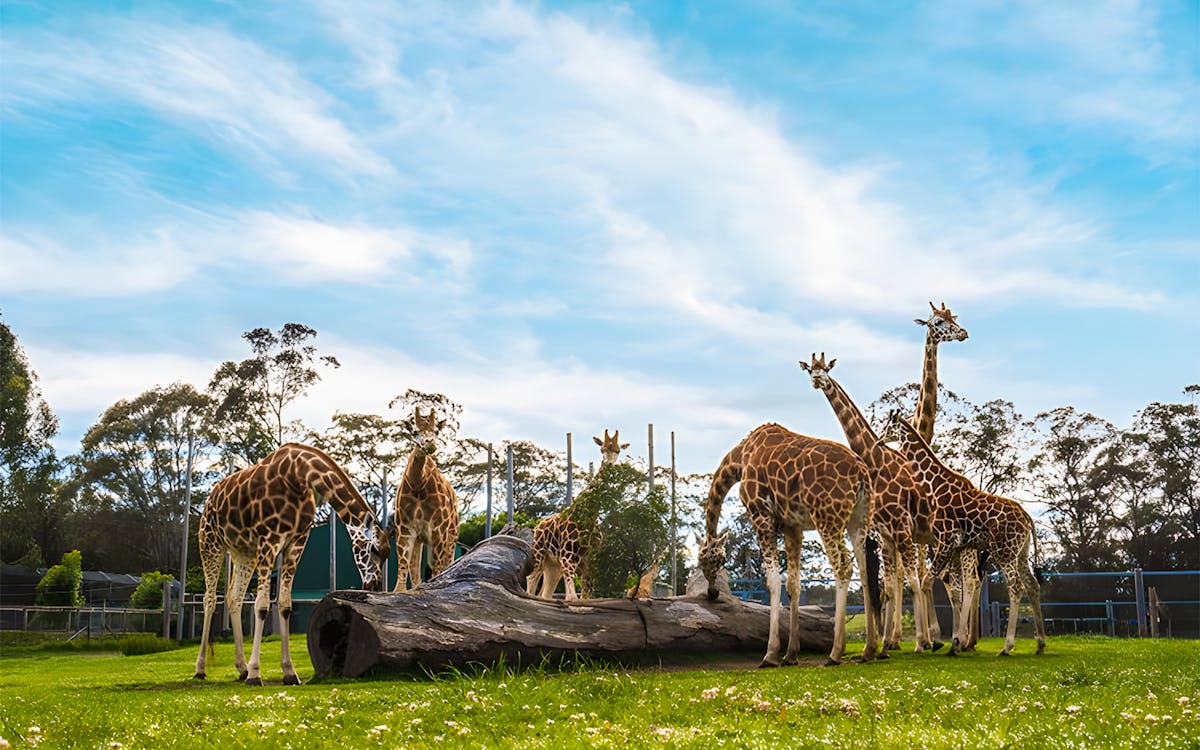 tickets to mogo wildlife park-8 tickets to mogo wildlife park-8