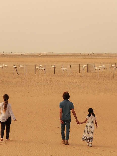 Visitors walking towards a herd of oryx in the desert during a sunrise safari.