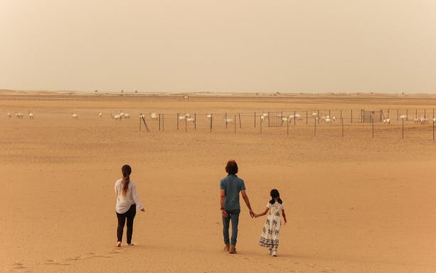 Visitors walking towards a herd of oryx in the desert during a sunrise safari.