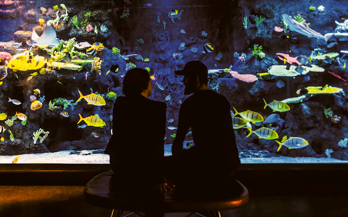 Couple observing colorful fish in Tivoli Gardens aquarium.