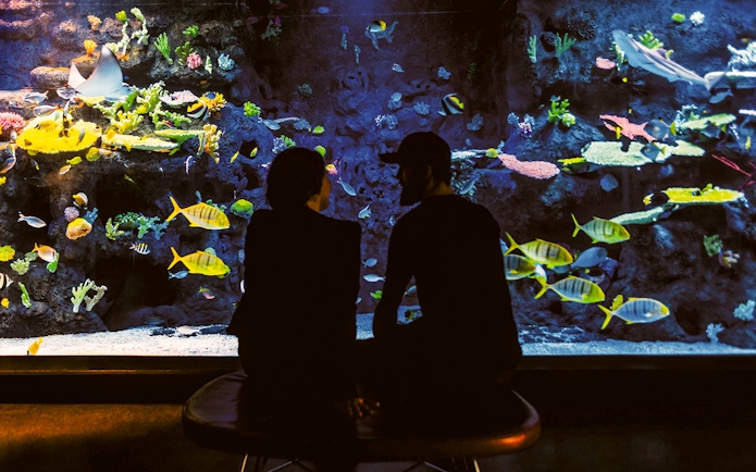 Couple observing colorful fish in Tivoli Gardens aquarium.