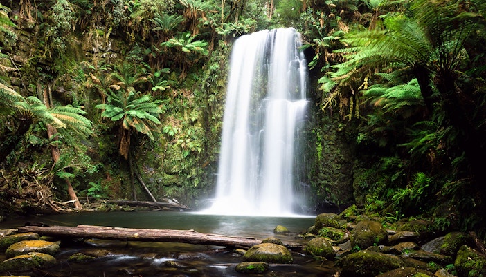 Great Otway National Park lush forest trail with towering trees and dense greenery, Australia.