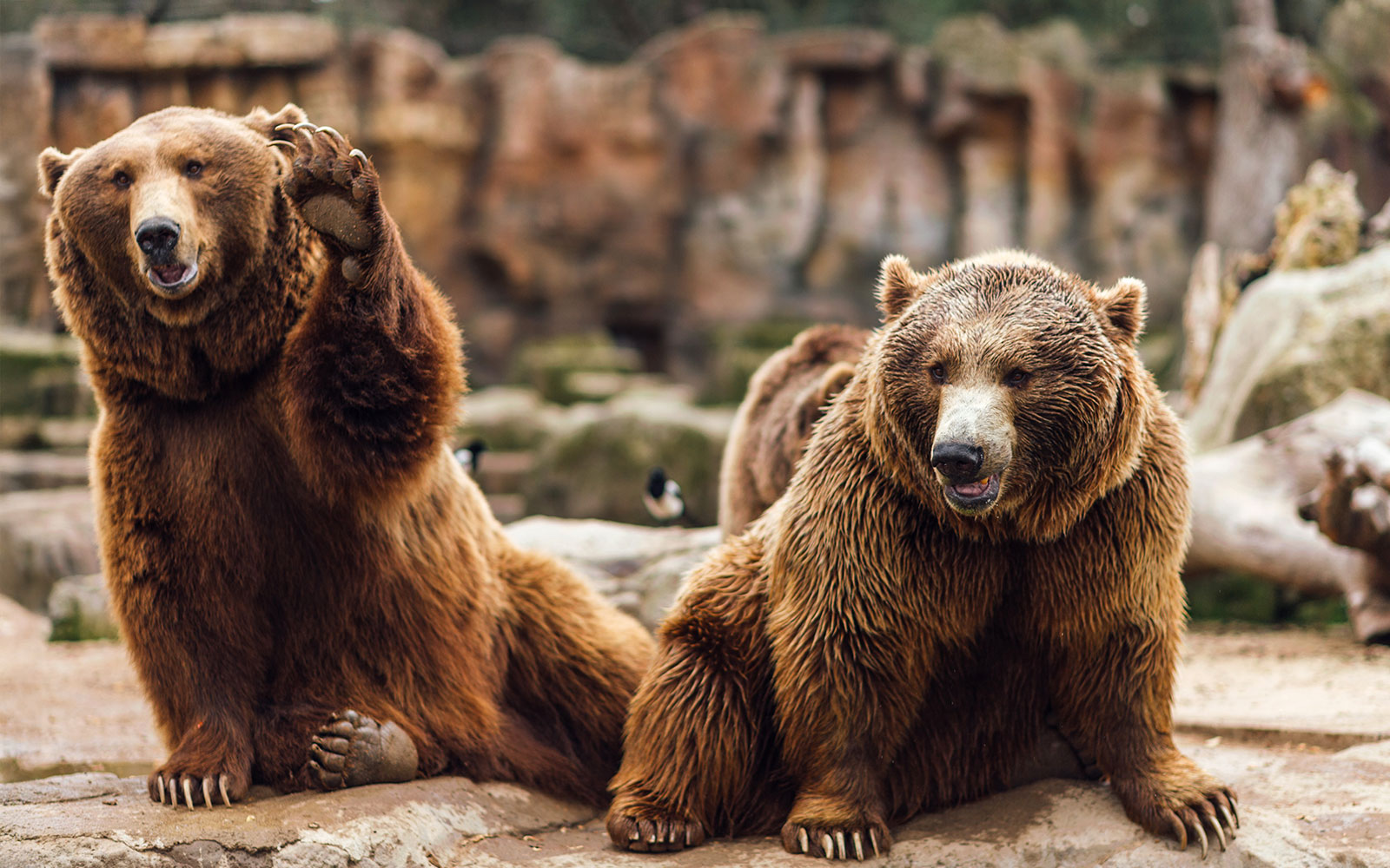 Grizzly bears in a natural habitat at Yellowstone National Park, USA.