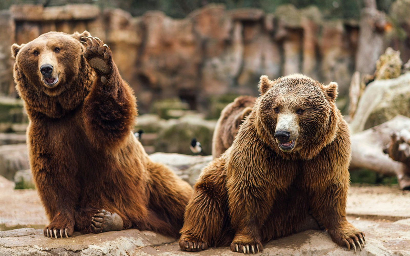 Breakfast with a Grizzly Bear