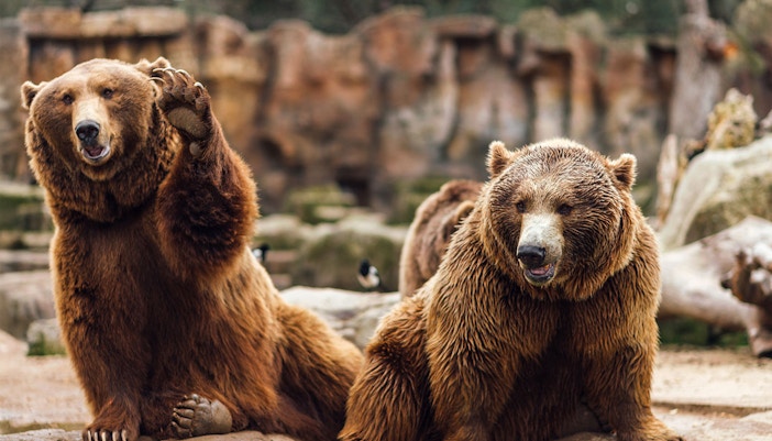 Grizzly bears in a natural habitat at Yellowstone National Park, USA.
