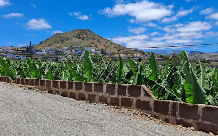 Banana plantation with mountain backdrop in Gran Canaria.